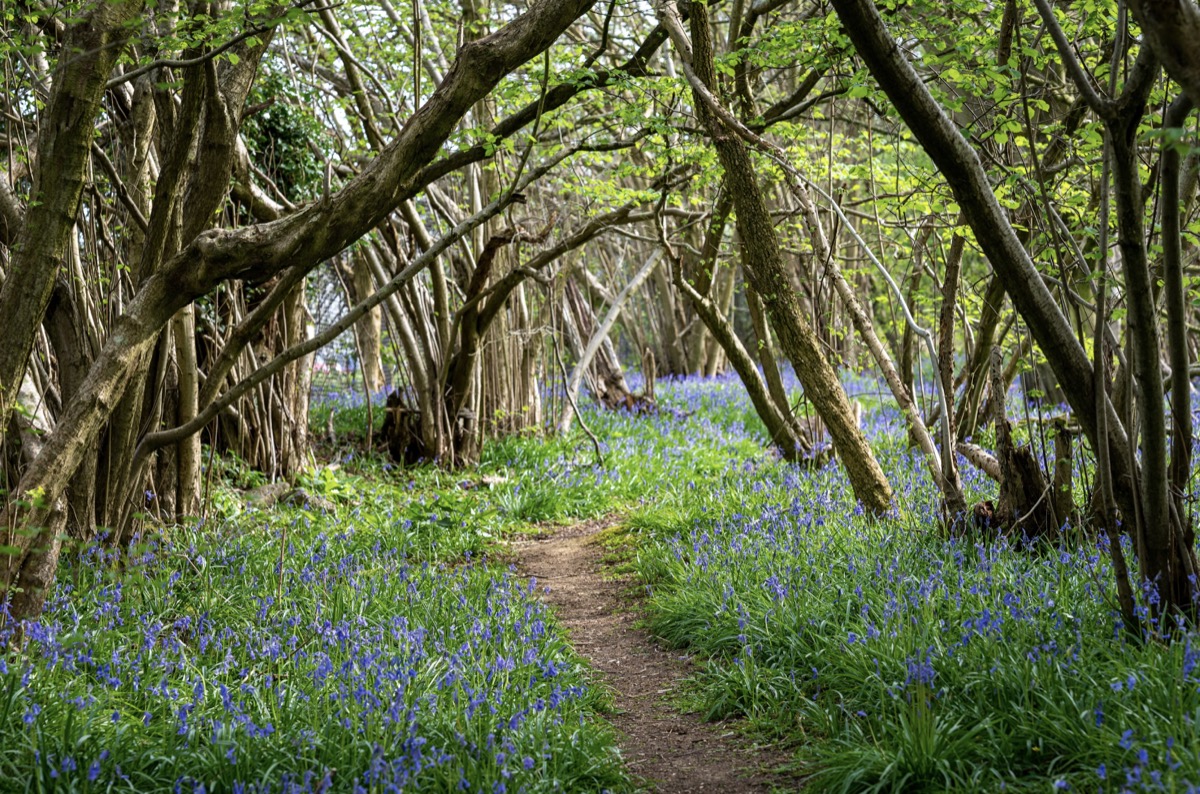 a woodland path with trees on each side and purple flowers either side of the path